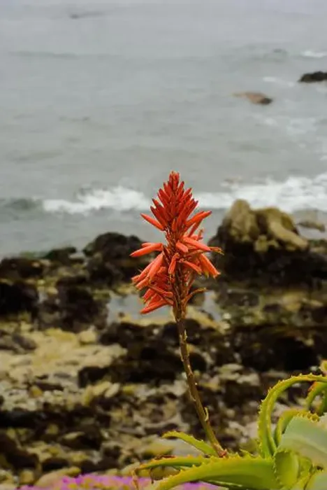 Framed Print : Red aloe flower on California coast Framed Print : Red aloe flower on California coast
