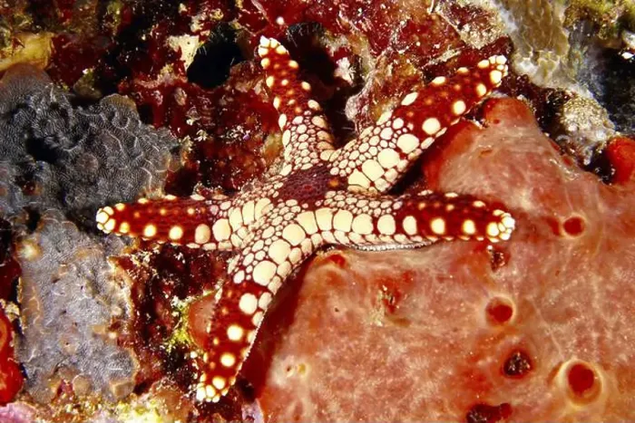 Framed Print : Red and beige starfish, pearl starfish (Fromia monilis) Framed Print : Red and beige starfish, pearl starfish (Fromia monilis)