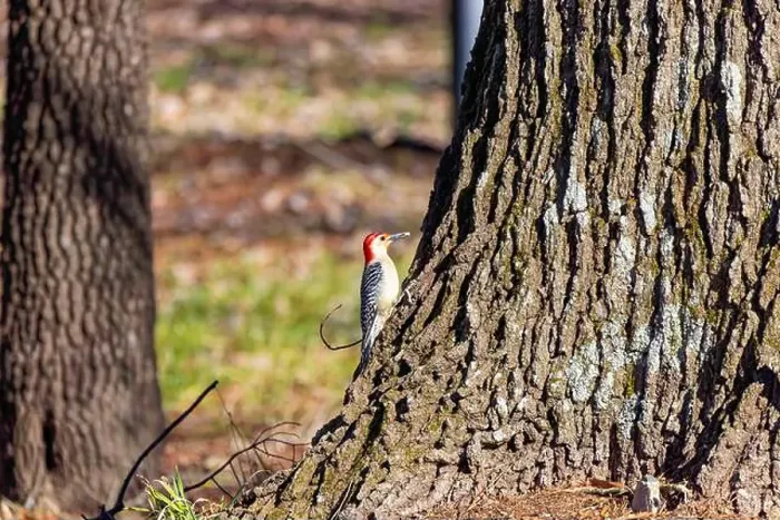 Framed Print : The Red-bellied Wodpecker (Melanerpes carolinus) taking away the seeds and hide them under the bark of a tree Framed Print : The Red-bellied Wodpecker (Melanerpes carolinus) taking away the seeds and hide them under the bark of a tree