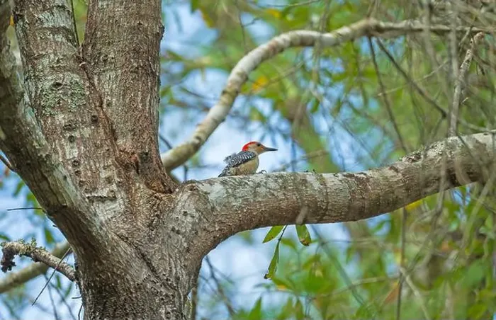 Framed Print : A Red Bellied Woodpecker in a Forest in the Big Thicket National Preserve in Texas Framed Print : A Red Bellied Woodpecker in a Forest in the Big Thicket National Preserve in Texas