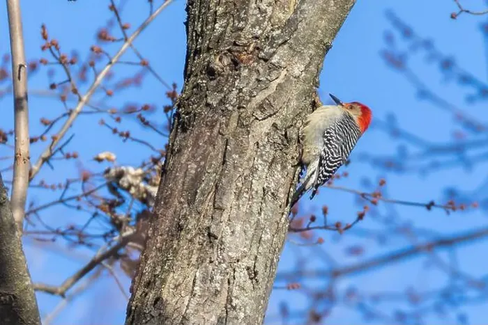 Framed Print : The red-bellied woodpecker (Melanerpes carolinus) Framed Print : The red-bellied woodpecker (Melanerpes carolinus)