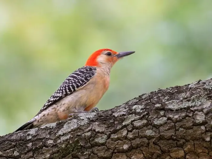 Framed Print : Red-bellied woodpecker (Melanerpes carolinus) looking for food over tree at Hermann Park, Houston, Texas, USA Framed Print : Red-bellied woodpecker (Melanerpes carolinus) looking for food over tree at Hermann Park, Houston, Texas, USA