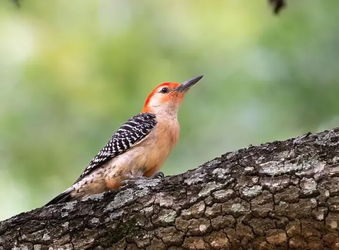 Framed Print : Red-bellied woodpecker (Melanerpes carolinus) looking for food over tree at Hermann Park, Houston, Texas, USA Framed Print : Red-bellied woodpecker (Melanerpes carolinus) looking for food over tree at Hermann Park, Houston, Texas, USA