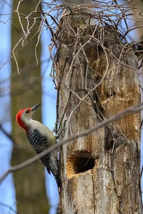 Framed Print : A Red-bellied Woodpecker (Melanerpes carolinus) near its nest hole in a dead tree in Springtime in Michigan, USA Framed Print : A Red-bellied Woodpecker (Melanerpes carolinus) near its nest hole in a dead tree in Springtime in Michigan, USA