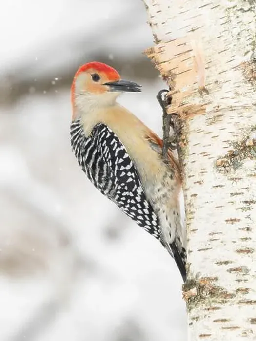 Framed Print : Red-bellied woodpecker, Pennsylvania, USA Framed Print : Red-bellied woodpecker, Pennsylvania, USA