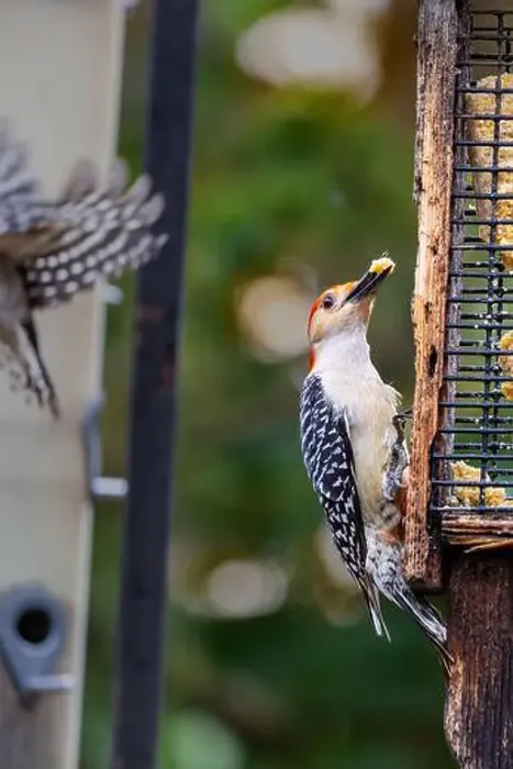 Framed Print : A red-bellied woodpecker with a piece of suet in his beak hangs on the side of a birdfeeder in Northeast Indiana, USA Framed Print : A red-bellied woodpecker with a piece of suet in his beak hangs on the side of a birdfeeder in Northeast Indiana, USA