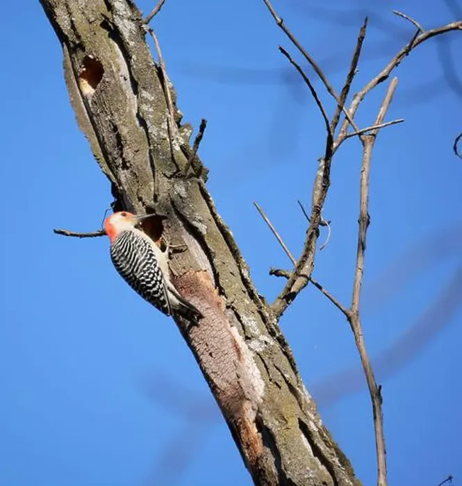 Framed Print : Red-Bellied Woodpecker at Work High Above in a Tree Framed Print : Red-Bellied Woodpecker at Work High Above in a Tree