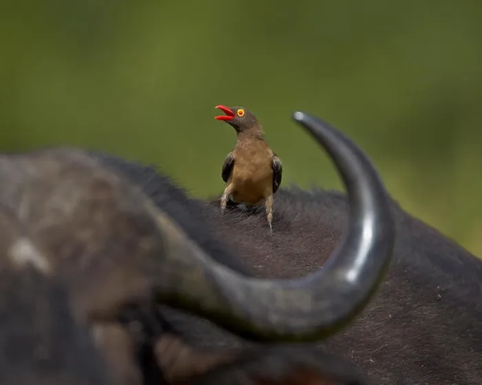 Framed Print : Red-billed Oxpecker (Buphagus erythrorhynchus), Kruger National Park, South Africa, Africa Framed Print : Red-billed Oxpecker (Buphagus erythrorhynchus), Kruger National Park, South Africa, Africa