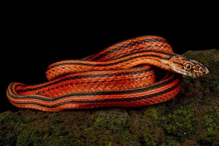 Framed Print : Red-black striped snake (Bothrophthalmus lineatus) Framed Print : Red-black striped snake (Bothrophthalmus lineatus)