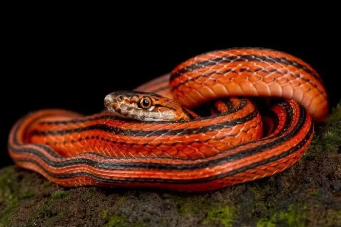 Framed Print : Red-black striped snake (Bothrophthalmus lineatus) Framed Print : Red-black striped snake (Bothrophthalmus lineatus)