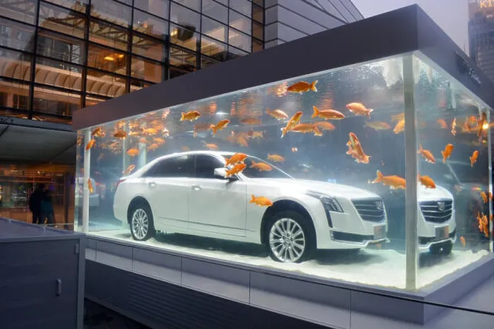 Framed Print : Red carps swim around a Cadillac CT6 on display in a fish tank in Shanghai Framed Print : Red carps swim around a Cadillac CT6 on display in a fish tank in Shanghai