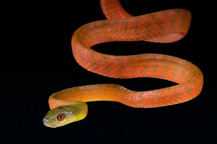 Framed Print : Red cat snake / Boiga nigriceps Framed Print : Red cat snake / Boiga nigriceps