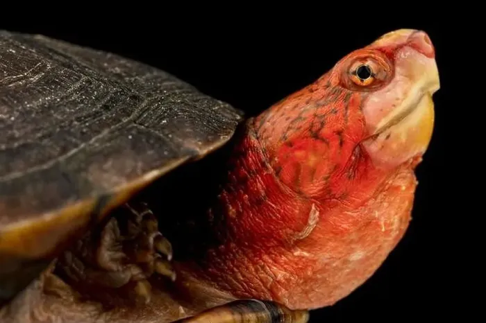 Framed Print : Red Cheeked Mud Turtle (Kinosternon scorpioides cruentatum)