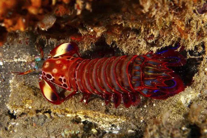 Framed Print : Red clown mantis shrimp (Odontodactylus scyllarus) with distinctive exoskeleton under a rock in the sea Framed Print : Red clown mantis shrimp (Odontodactylus scyllarus) with distinctive exoskeleton under a rock in the sea