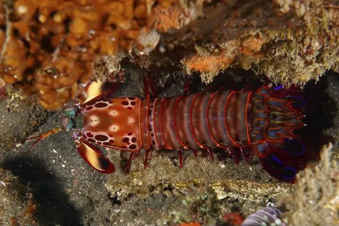 Framed Print : A red clown mantis shrimp (Odontodactylus scyllarus) in its natural environment Framed Print : A red clown mantis shrimp (Odontodactylus scyllarus) in its natural environment