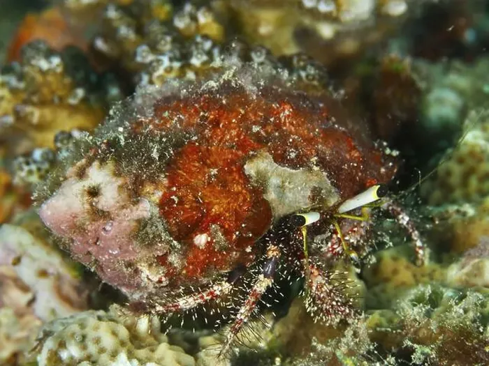Framed Print : Red coloured dark knee hermit crab (Dardanus lagopodes), dive site Spice Reef, Penyapangan, Bali, Indonesia, Asia Framed Print : Red coloured dark knee hermit crab (Dardanus lagopodes), dive site Spice Reef, Penyapangan, Bali, Indonesia, Asia