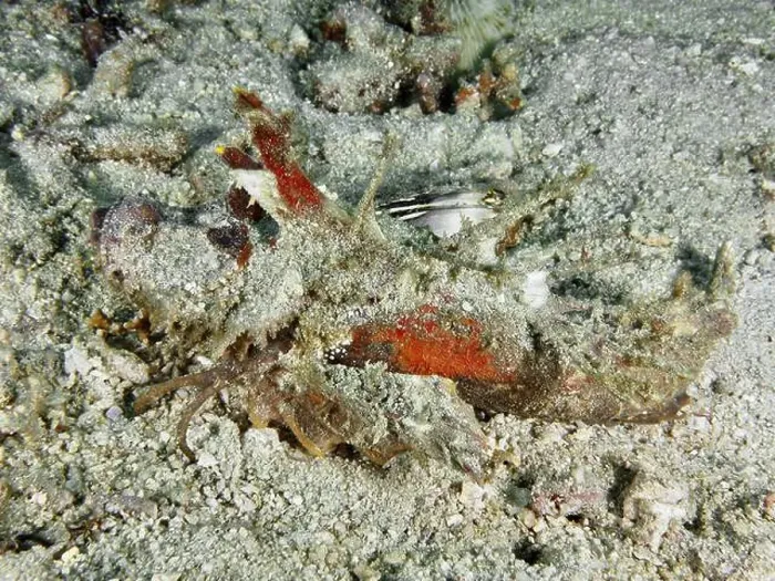 Framed Print : Red coloured Spiny Devilfish (Inimicus didactylus) on the seabed, dive site Pidada, Penyapangan, Bali, Indonesia, Asia Framed Print : Red coloured Spiny Devilfish (Inimicus didactylus) on the seabed, dive site Pidada, Penyapangan, Bali, Indonesia, Asia