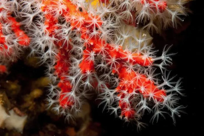 Framed Print : Red coral (Corallium rubrum), Red Coral, Sardinia, Europe, Mediterranean Sea, Italy Framed Print : Red coral (Corallium rubrum), Red Coral, Sardinia, Europe, Mediterranean Sea, Italy