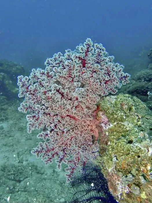 Framed Print : Red coral, Godeffroy's soft coral (Siphonogorgia godeffroyi) Framed Print : Red coral, Godeffroy's soft coral (Siphonogorgia godeffroyi)