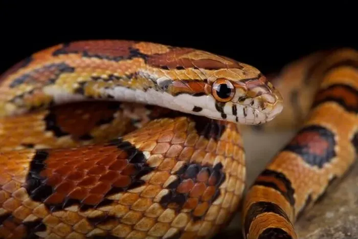 Framed Print : Red corn snake (Pantherophis guttatus)