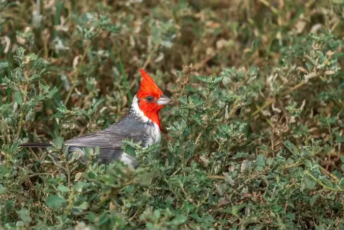 Framed Print : A Red-crested cardinal in Honolulu, Oahu, Hawaii, USA