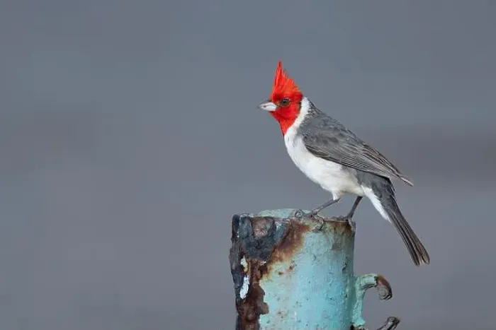 Framed Print : A Red-crested cardinal in Honolulu, Oahu, Hawaii, USA Framed Print : A Red-crested cardinal in Honolulu, Oahu, Hawaii, USA