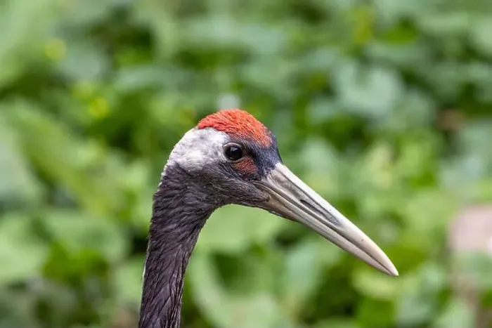 Framed Print : The red-crowned crane is a large bird known for its striking red crown and graceful dance Framed Print : The red-crowned crane is a large bird known for its striking red crown and graceful dance
