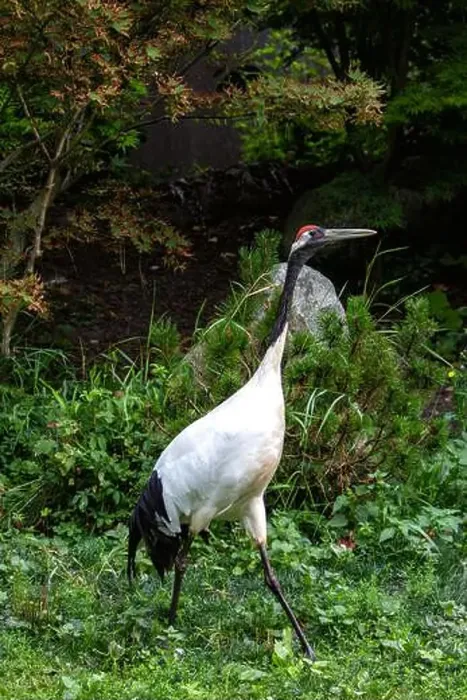 Framed Print : The red-crowned crane is a large bird known for its striking red crown and graceful dance Framed Print : The red-crowned crane is a large bird known for its striking red crown and graceful dance