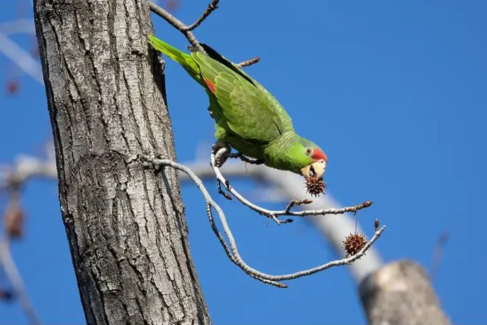 Framed Print : Red crowned parrot eating in a sweetgum tree Framed Print : Red crowned parrot eating in a sweetgum tree