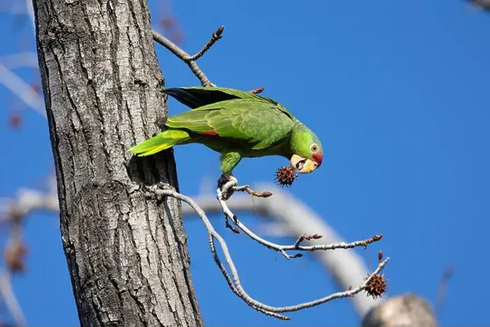 Framed Print : Red crowned parrot eating in a sweetgum tree Framed Print : Red crowned parrot eating in a sweetgum tree