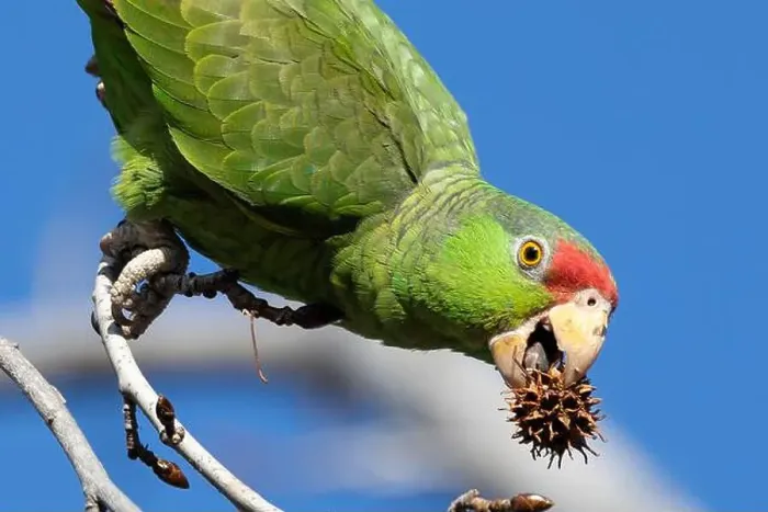 Framed Print : Red crowned parrot eating in a sweetgum tree Framed Print : Red crowned parrot eating in a sweetgum tree