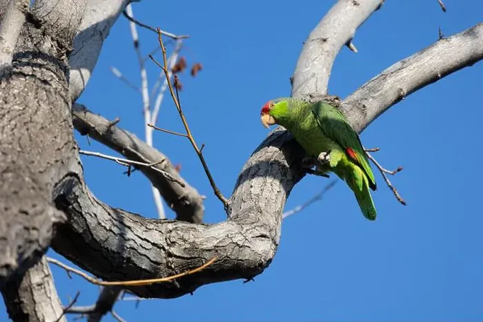 Framed Print : Red crowned parrot in a sweetgum tree in Los Angeles Framed Print : Red crowned parrot in a sweetgum tree in Los Angeles