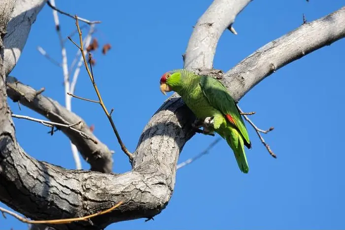Framed Print : Red crowned parrot in a sweetgum tree in Los Angeles Framed Print : Red crowned parrot in a sweetgum tree in Los Angeles