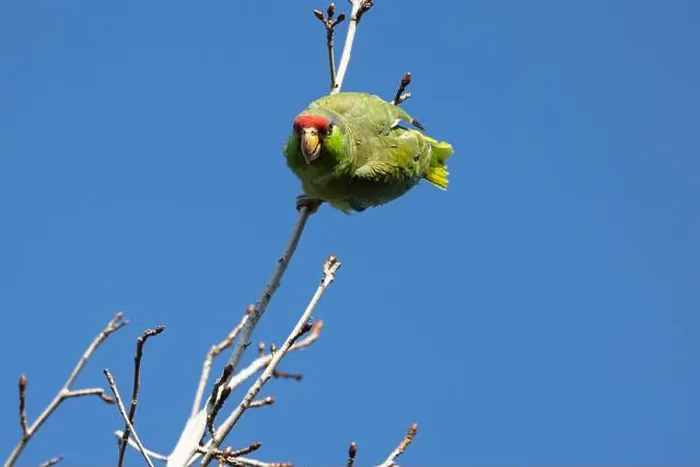 Framed Print : Red crowned parrot in a sweetgum tree in Los Angeles Framed Print : Red crowned parrot in a sweetgum tree in Los Angeles