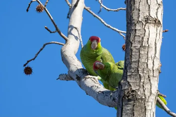 Framed Print : Red crowned parrot in a sweetgum tree in Los Angeles Framed Print : Red crowned parrot in a sweetgum tree in Los Angeles