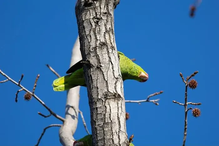 Framed Print : Red crowned parrot in a sweetgum tree in Los Angeles Framed Print : Red crowned parrot in a sweetgum tree in Los Angeles