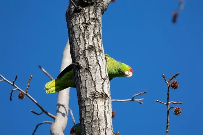 Framed Print : Red crowned parrot in a sweetgum tree in Los Angeles Framed Print : Red crowned parrot in a sweetgum tree in Los Angeles
