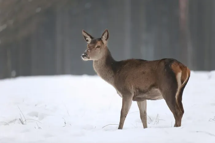 Framed Print : Red Deer (Cervus elaphus), hind in its winter coat standing in snow, captive, Saxony, Germany Framed Print : Red Deer (Cervus elaphus), hind in its winter coat standing in snow, captive, Saxony, Germany