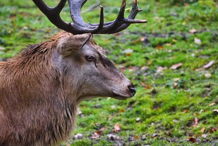 Framed Print : Red deer (Cervus elaphus) large deer species Framed Print : Red deer (Cervus elaphus) large deer species