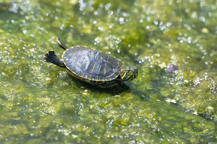 Framed Print : The red-eared slider or red-eared terrapin (Trachemys scripta elegans), Galveston, TX Framed Print : The red-eared slider or red-eared terrapin (Trachemys scripta elegans), Galveston, TX