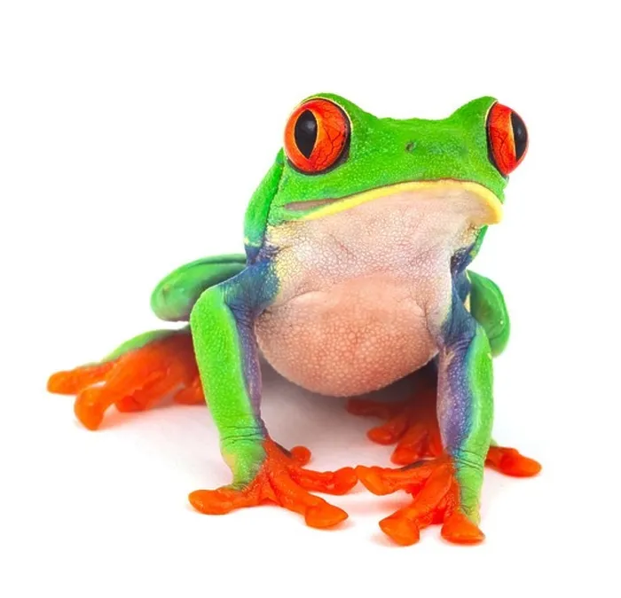 Framed Print : red eye treefrog macro isolated exotic frog curious animal bright vivid colors Framed Print : red eye treefrog macro isolated exotic frog curious animal bright vivid colors
