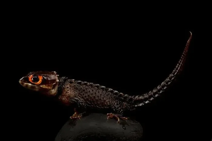 Framed Print : Red eyed crocodile skink (Tribolonotus gracilis) Framed Print : Red eyed crocodile skink (Tribolonotus gracilis)