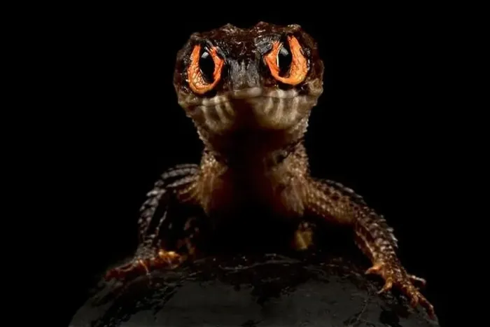 Framed Print : Red eyed crocodile skink (Tribolonotus gracilis) Framed Print : Red eyed crocodile skink (Tribolonotus gracilis)