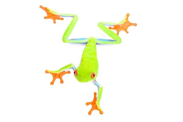 Framed Print : Red-eyed tree frog, Agalychnis callidryas Framed Print : Red-eyed tree frog, Agalychnis callidryas