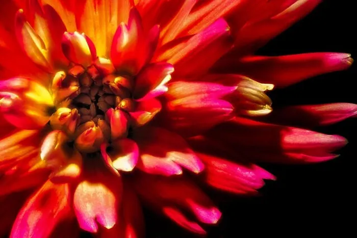 Framed Print : red fiery single isolated dahlia blossom Framed Print : red fiery single isolated dahlia blossom