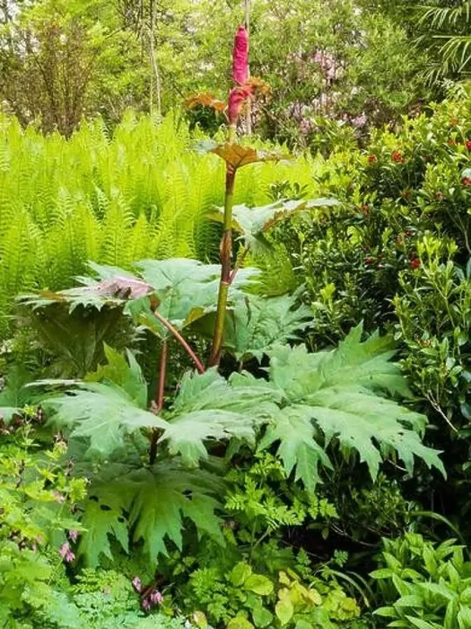 Framed Print : Red flower stem of the giant ornamental rhubarb Framed Print : Red flower stem of the giant ornamental rhubarb