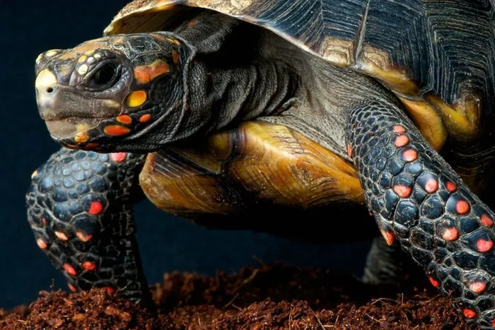 Framed Print : Red-footed tortoise / Chelonoides carbonaria Framed Print : Red-footed tortoise / Chelonoides carbonaria