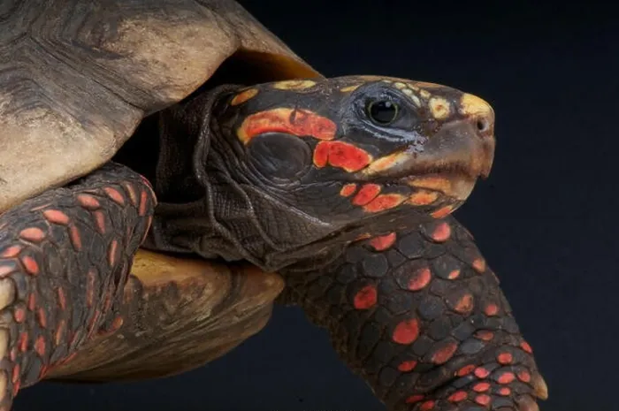 Framed Print : Red-footed tortoise (Chelonoidis carbonaria) Framed Print : Red-footed tortoise (Chelonoidis carbonaria)
