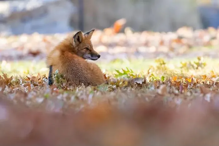 Framed Print : Red fox in autumn Framed Print : Red fox in autumn