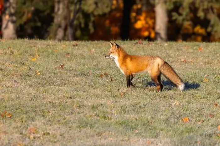 Framed Print : Red fox in autumn Framed Print : Red fox in autumn